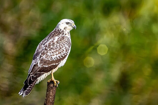 A Common Buzzard perched on a post surveying the area.