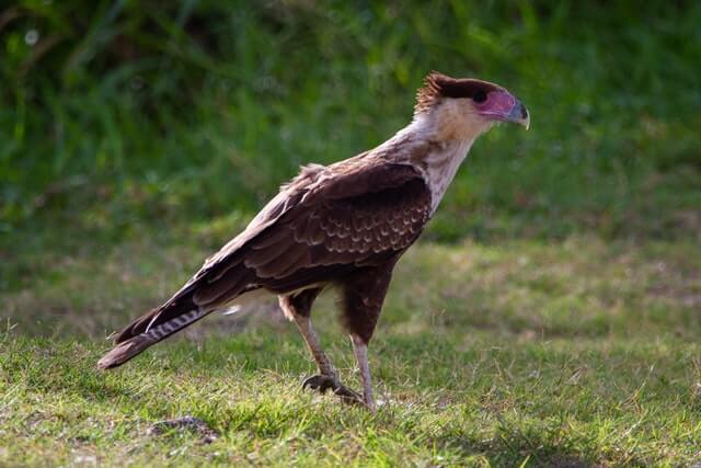 A juvenile crested caracara searching for food.