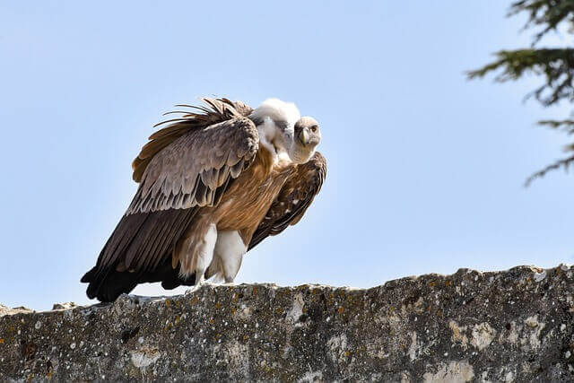 A Griffon Vulture perched on a wall looking for carrion (dead animals).