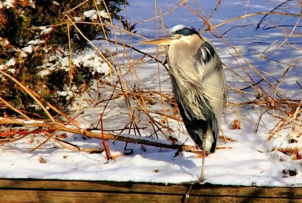 A heron on one leg in the snow.