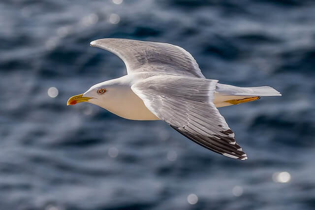 A Herring Gull soaring through the sky in search for food.