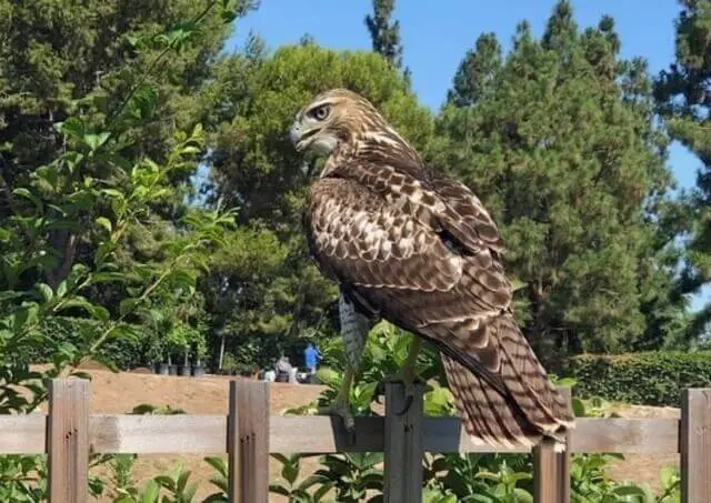 A Coopers Hawk perched on a fence.