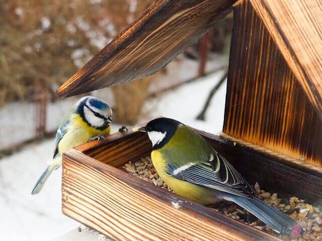 A couple of small birds at a bird feeder.
