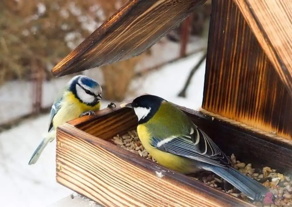 A couple of small birds feeding at bird feeder.