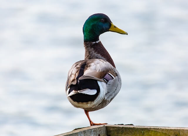 A Mallard Duck standing on one leg.