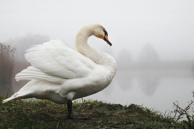 A White Swan resting on one leg by a lake.