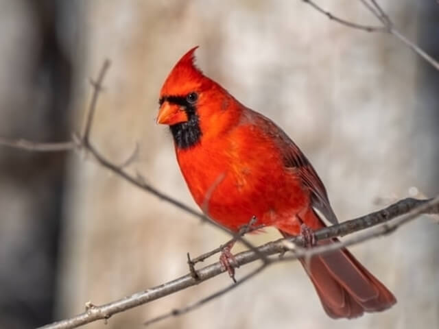 Northern Cardinal perched on a tree branch.