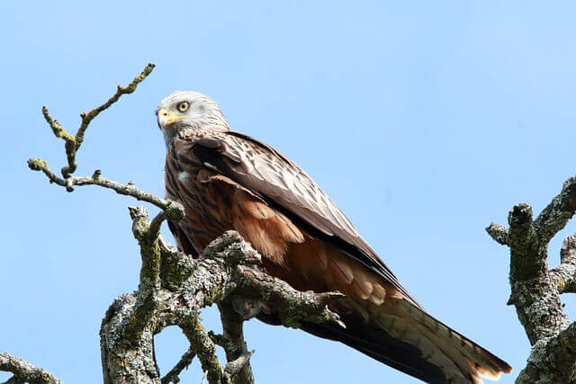 A Red KIte is perched on a tree.