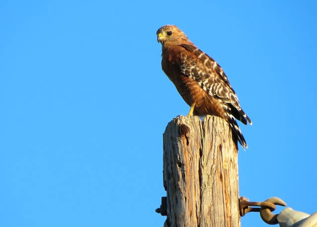 A Red-tailed hawk perched on a wooden post.