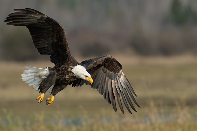 A Bald Eagle searching for food.