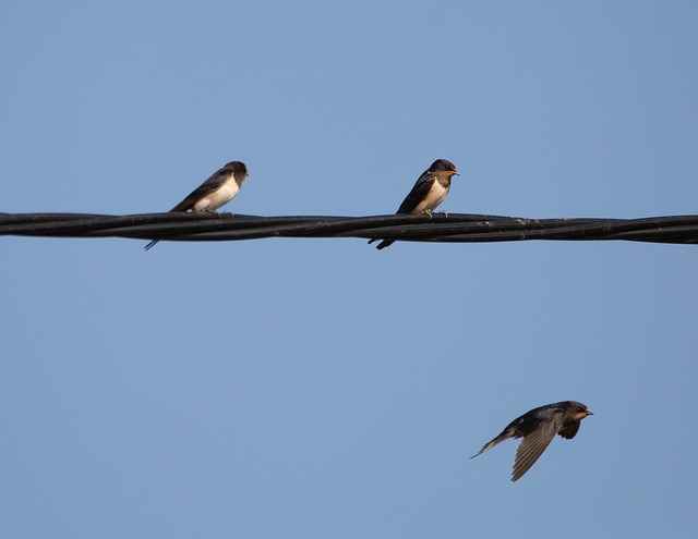Swallows on wire survey their territory and to keep an eye out for predators.