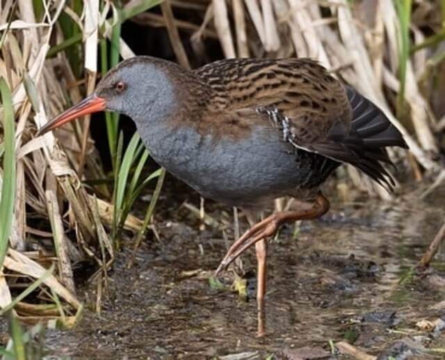 A Water Rail on one foot.