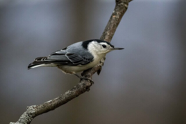 White-breasted Nuthatch