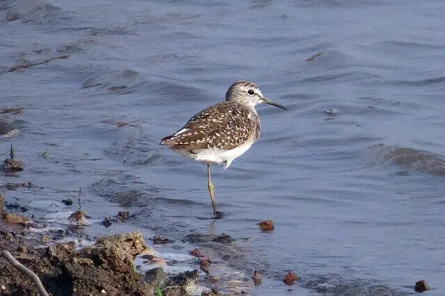 A Wood Sandpiper standing on one leg alongthe water shoreline.