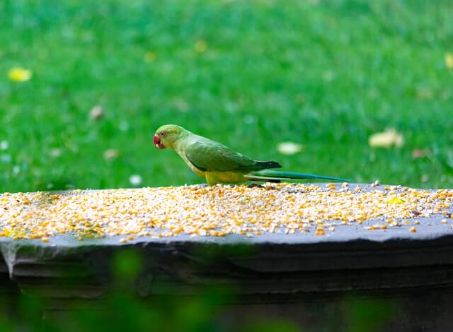 A parrot eating corn.