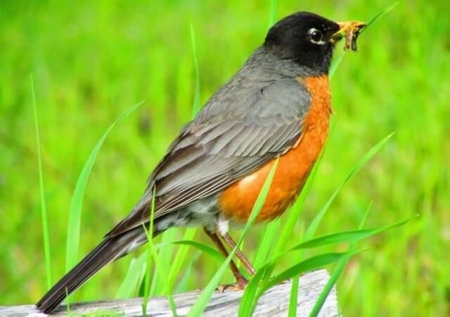 An American Robin with a worm in its mouth.