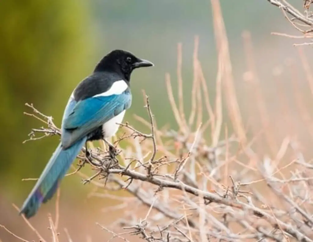 A Black-billed Magpie perched on a branch.
