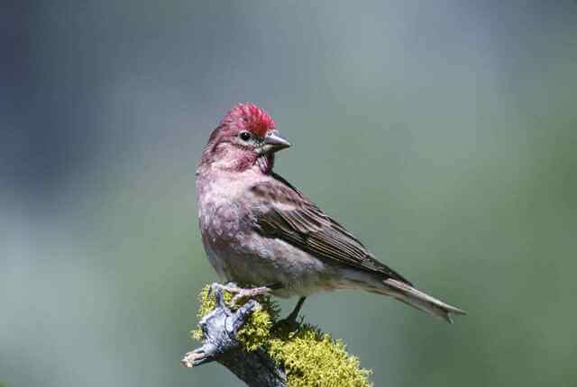 A Cassin's Finch perched on a tree.