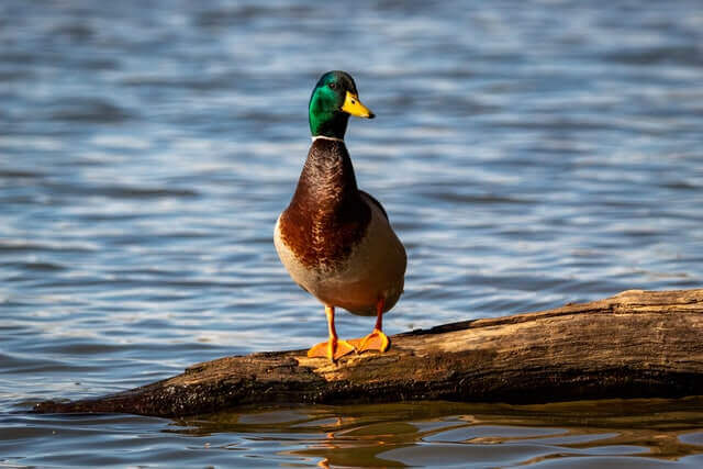A Mallard Duck standing on a long that is in the water.