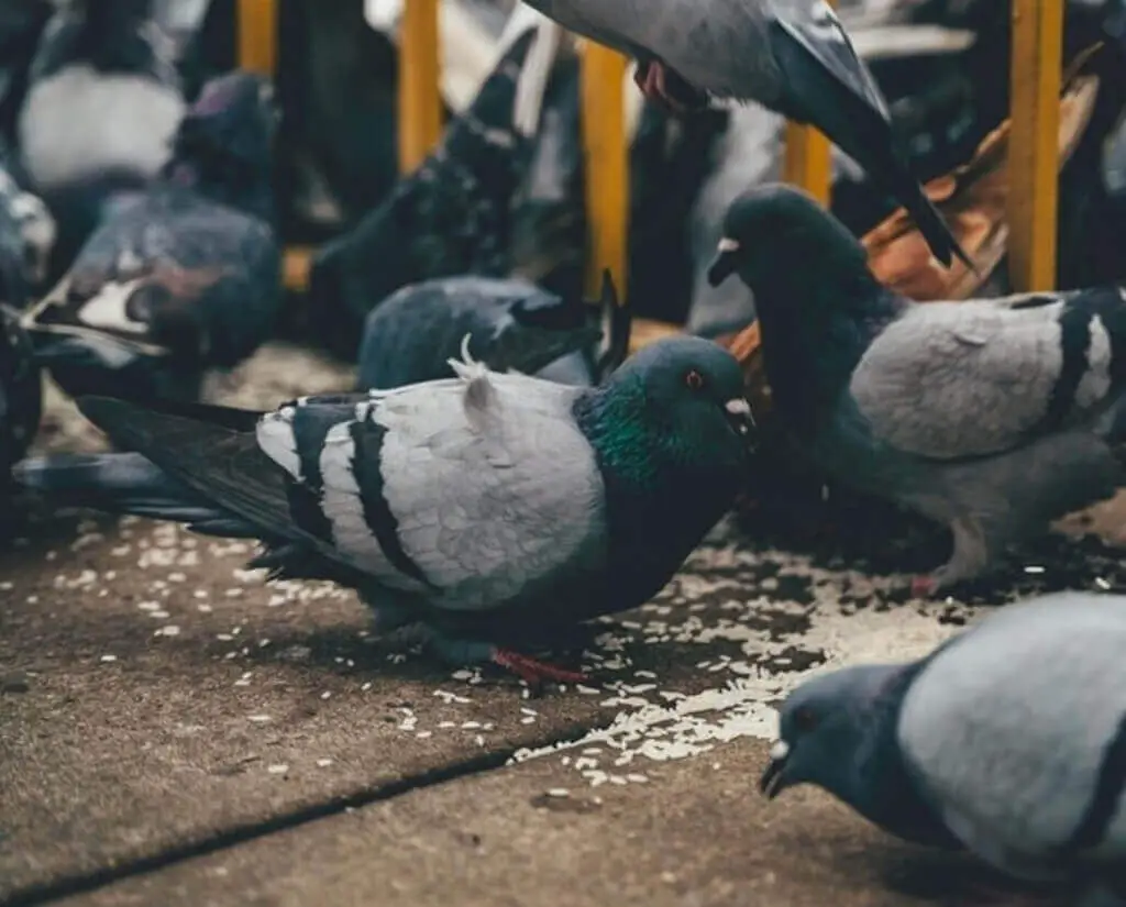 Pigeons eating rice.