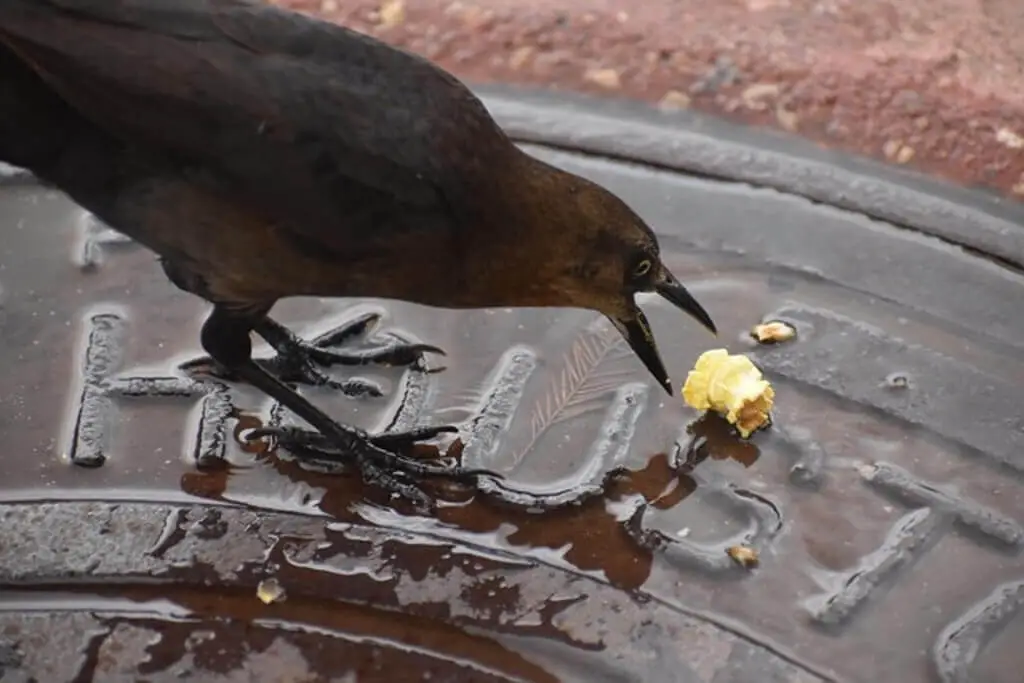 A Raven eating popcorn