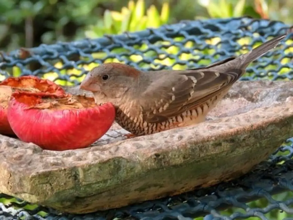 Red-headed Finch eating a tomato.
