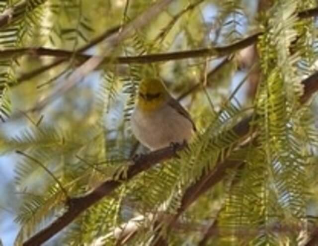 A verdin perched on a tree branch.