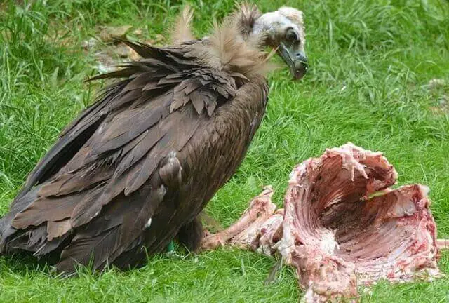 A Black Vulture eating an animal carcass.