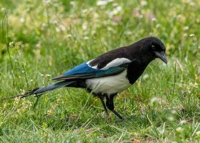 A Black-billed Magpie foraging on the lawn.