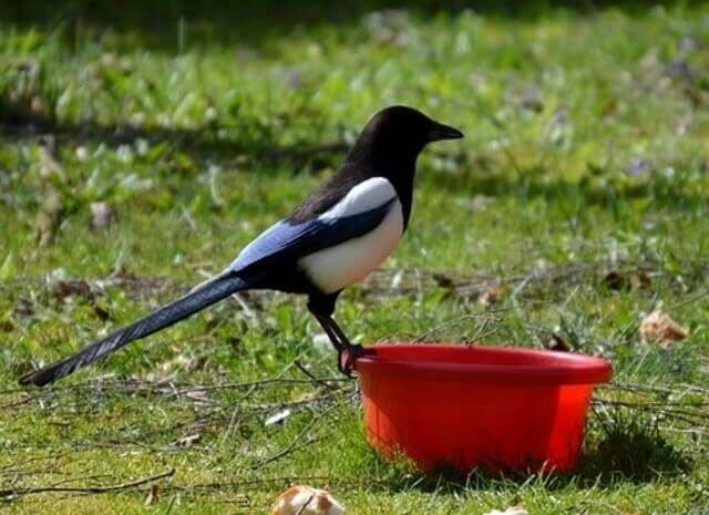 A Black-billed Magpie drinking water from a red bowl.