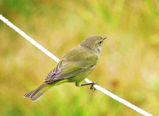 An Orange-crowned Warbler perched on a clothes line.