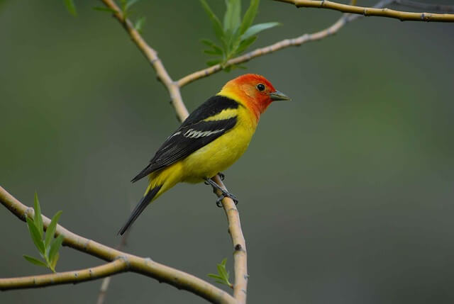 A Western Tanager perched on a tree branch.