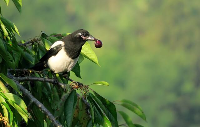 A pied crow feeding on a cherry.