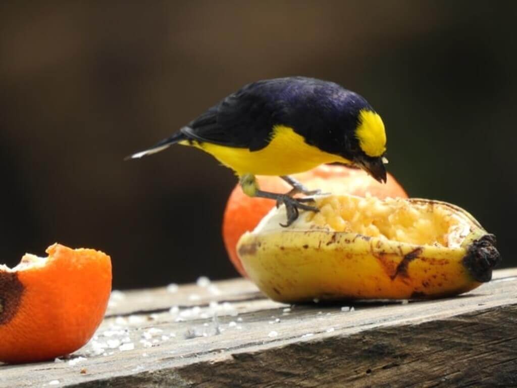 A bird eating the insides of a banana.