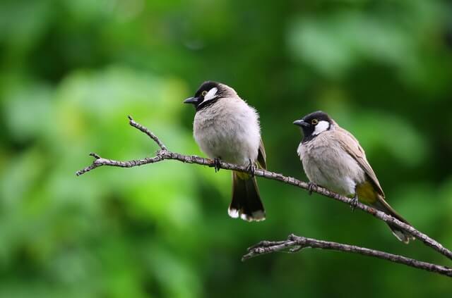 Two black and white birds perched on a tree branch.