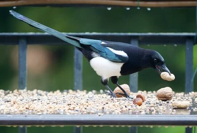 A Black-billed Magpie Feeding on peanuts and walnuts from a platform feeder.