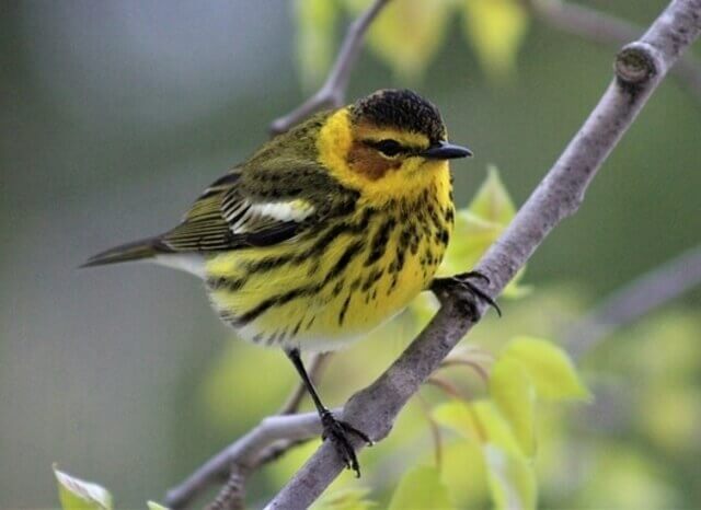 A Cape May Warbler perched on a tree branch.