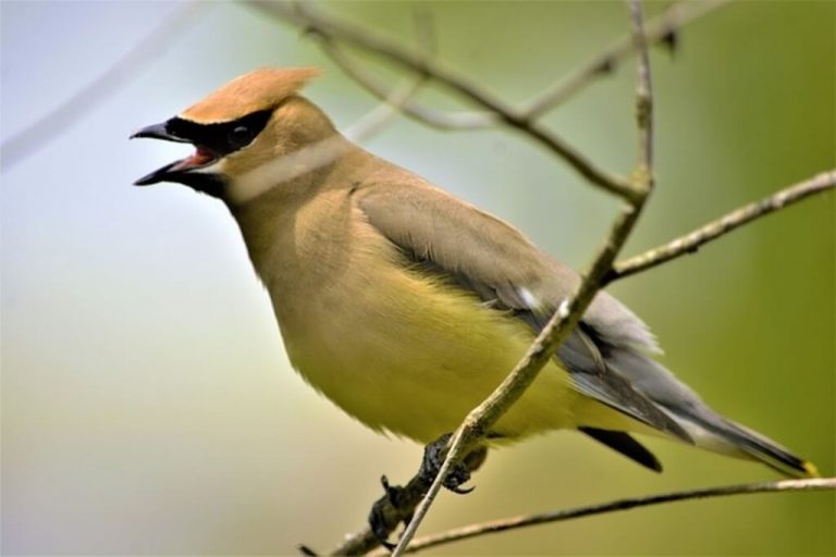 Do Birds Yawn? Everything You Need To Know!