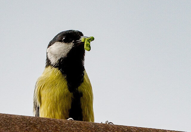 A great tit eating a tomato hornworm.
