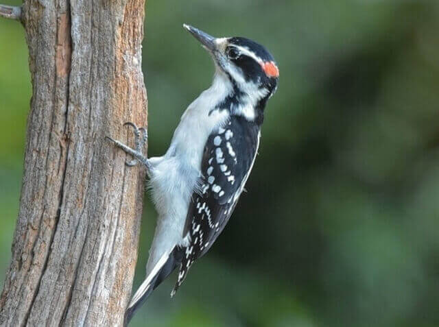 A Hairy Woodpecker drilling into a tree.