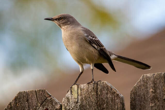 A northern mockingbird perched on a wooden fence.