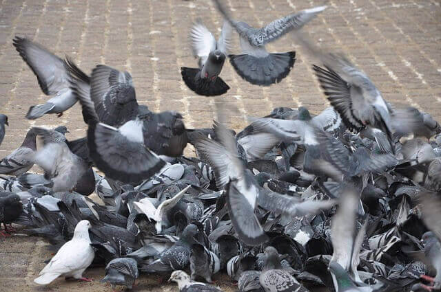 Pigeons feeding on rice.