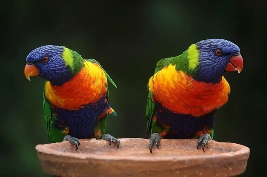 Two rainbow lorikeets on a bird bath in Australia.