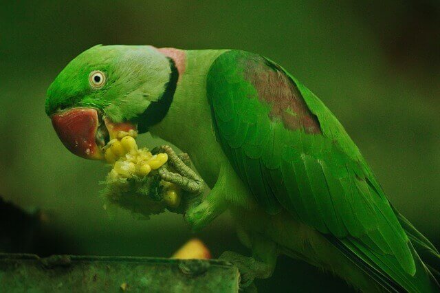A rose-ringed parrot eating corn.