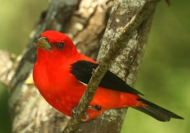 A Scarlet Tanager perched on a tree branch.