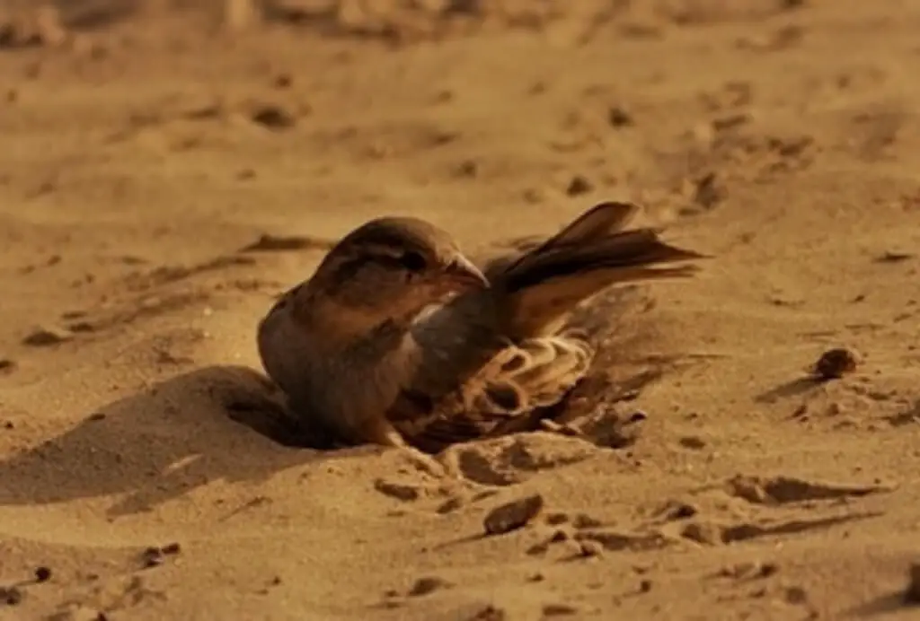 A sparrow taking a dirt bath.