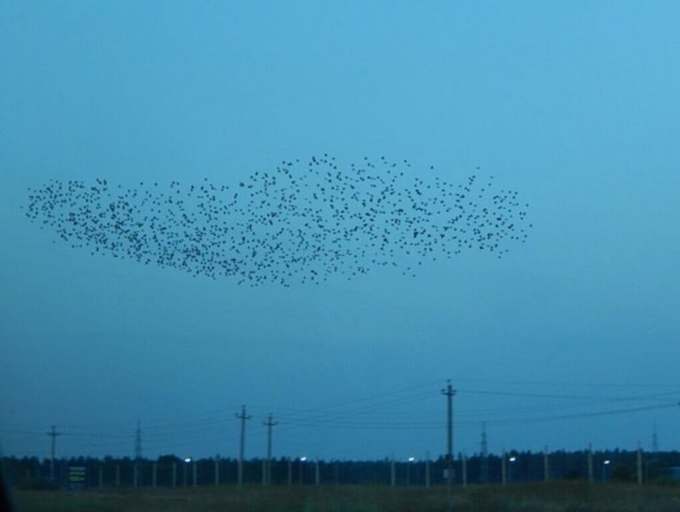 Why Do Birds Fly In Circles? Examining the Phenomenon!