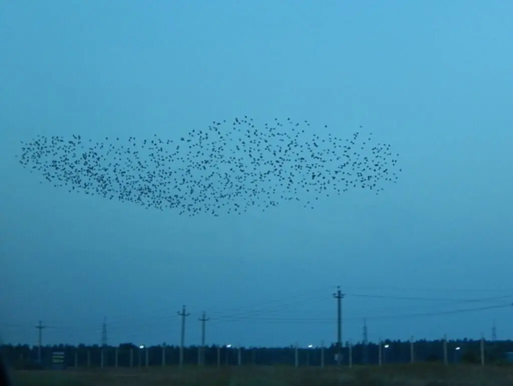 A murmuration of birds.