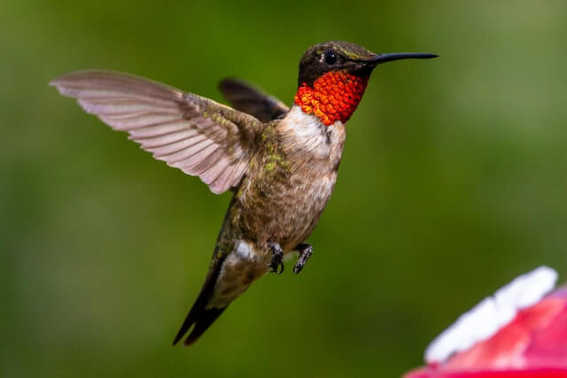An adult male ruby-throated hummingbird hovers over the feeder.

