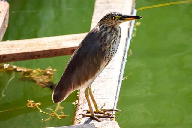 An American Bittern sitting on a wooden plank floating in water

